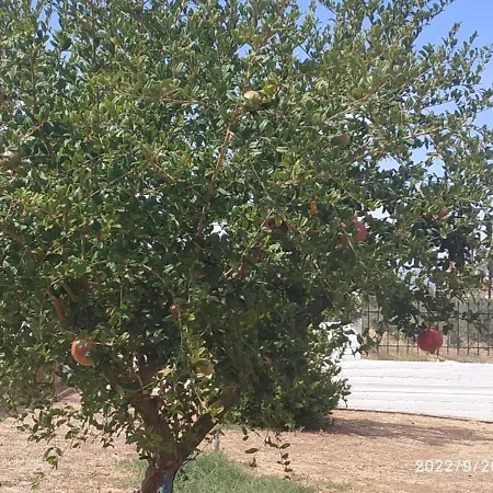 בית נופש Kleoni's Corinth