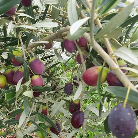 Holiday home Kleoni's *