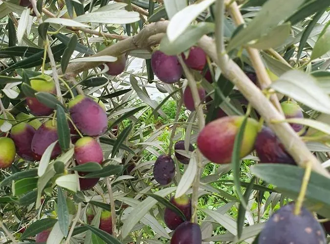 Σπίτι διακοπών Kleoni's *