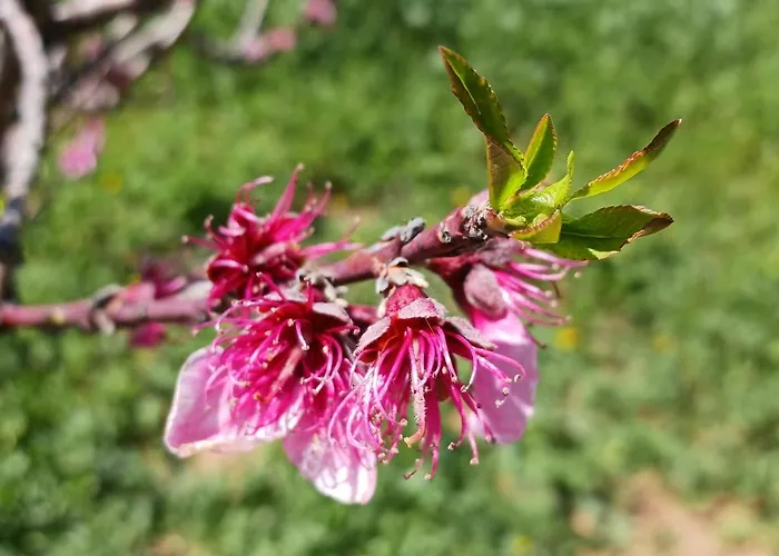 Σπίτι διακοπών Kleoni's *