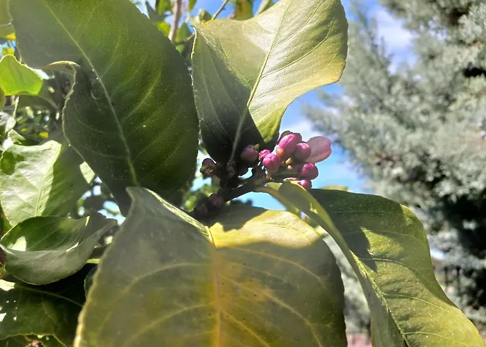 Kleoni's Σπίτι διακοπών Corinth